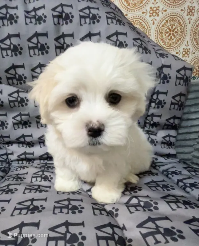 Jack – Mal Shi puppy for sale in Chesapeake, VA