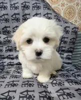 Jack, a male Mal Shi for sale in Chesapeake, VA – 1 of 5