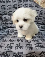 Jack, a male Mal Shi for sale in Chesapeake, VA – 4 of 5
