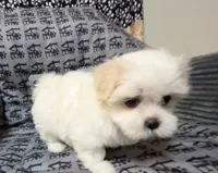 Missy, a female Mal Shi for sale in Chesapeake, VA – 6 of 6
