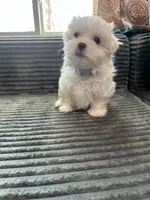 Lilly, a female Mal Shi for sale in Chesapeake, VA – Photo 3 of 5