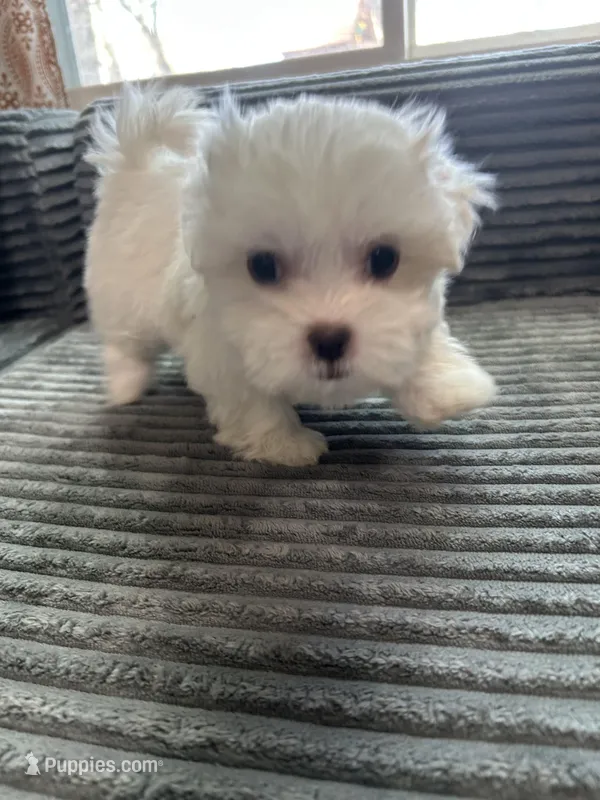 Lilly – Mal Shi puppy for sale in Chesapeake, VA