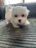 Lilly, a female Mal Shi for sale in Chesapeake, VA – Photo 1 of 5