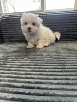 Lilly, a female Mal Shi for sale in Chesapeake, VA – Photo 4 of 5