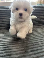 Lilly, a female Mal Shi for sale in Chesapeake, VA – Photo 5 of 5