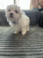 Lilly, a female Mal Shi for sale in Chesapeake, VA – Photo 2 of 5