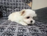 Missy, a female Mal Shi for sale in Chesapeake, VA – 5 of 6