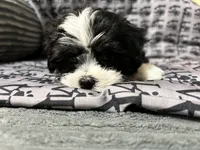 Annie, a female Mal Shi for sale in Chesapeake, VA – 6 of 6