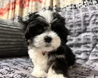 Annie, a female Mal Shi for sale in Chesapeake, VA – 4 of 6