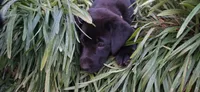 Mrs. Blue, a female Labrador Retriever for sale in Goldsboro, NC – 8 of 8
