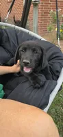 Mrs. Blue, a female Labrador Retriever for sale in Goldsboro, NC – 5 of 8