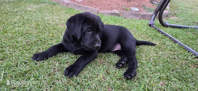 Mrs.Yellow – Labrador Retriever puppy for sale in Goldsboro, NC