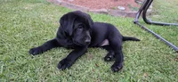 Mrs.Yellow, a female Labrador Retriever for sale in Goldsboro, NC – 1 of 6
