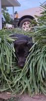 Mrs. Blue, a female Labrador Retriever for sale in Goldsboro, NC – 4 of 8