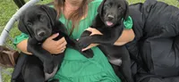 Mrs.Yellow, a female Labrador Retriever for sale in Goldsboro, NC – 3 of 6