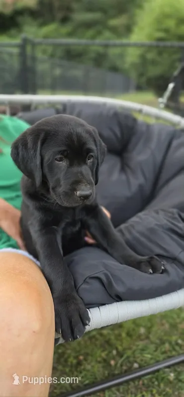 Mrs. Blue – Labrador Retriever puppy for sale in Goldsboro, NC