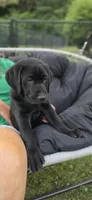Mrs. Blue, a female Labrador Retriever for sale in Goldsboro, NC – 1 of 8