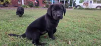 Mrs. Blue, a female Labrador Retriever for sale in Goldsboro, NC – 2 of 8