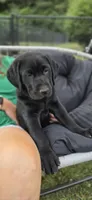 Mrs.Yellow, a female Labrador Retriever for sale in Goldsboro, NC – 5 of 6