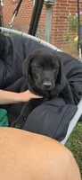 Mrs. Blue, a female Labrador Retriever for sale in Goldsboro, NC – 7 of 8
