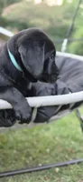 Mrs. Blue, a female Labrador Retriever for sale in Goldsboro, NC – 6 of 8