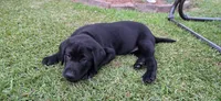 Mrs.Yellow, a female Labrador Retriever for sale in Goldsboro, NC – 4 of 6