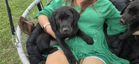 Mrs. Blue, a female Labrador Retriever for sale in Goldsboro, NC – 3 of 8