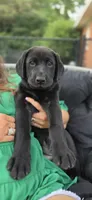 Mrs.Yellow, a female Labrador Retriever for sale in Goldsboro, NC – 6 of 6