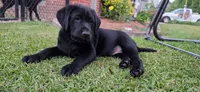 Mrs.Yellow, a female Labrador Retriever for sale in Goldsboro, NC – 2 of 6