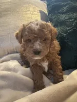 processed/c2537cc0-19ea-4076-b3ec-f1bcbda459ad/listing/10789c09-ae9b-46d0-b856-1fdc43d3d246/1c0f88d5-31d0-4bf0-80ed-48e9920e8b4d