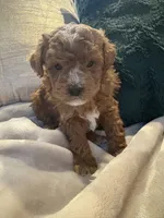 processed/c2537cc0-19ea-4076-b3ec-f1bcbda459ad/listing/10789c09-ae9b-46d0-b856-1fdc43d3d246/4b06dbbe-61d8-41fa-bbae-92dffb29d143