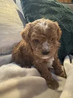 processed/c2537cc0-19ea-4076-b3ec-f1bcbda459ad/listing/10789c09-ae9b-46d0-b856-1fdc43d3d246/5edf4ef6-612d-400b-b0ec-42ba9b544fff