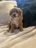 processed/c2537cc0-19ea-4076-b3ec-f1bcbda459ad/listing/227ce85e-a337-4a74-95a7-a69e7dfb5a70/1fc04891-8901-4dae-aa6b-7229c148511e