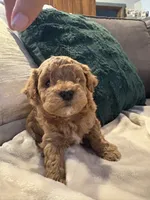 processed/c2537cc0-19ea-4076-b3ec-f1bcbda459ad/listing/39aa6f3c-55b6-4c89-97c9-a5c273a7ea96/08ff7cdd-2515-4795-9360-41b0b5ff8db8