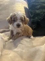 processed/c2537cc0-19ea-4076-b3ec-f1bcbda459ad/listing/cf6c7476-095a-40a7-9ebc-59e23d204a42/7972913c-e69f-4c06-9525-7ded08c83d26