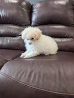 Lipton, a male Poodle - Toy  for sale in Fargo, ND – 3 of 4
