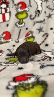 Forest sable AKC genetic tested , a male Poodle - Toy  for sale in Langdon, ND – 2 of 4