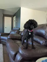 Forest sable AKC genetic tested , a male Poodle - Toy  for sale in Langdon, ND – 3 of 4