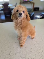 Libby, a female Poodle - Toy  for sale in Fargo, ND – 3 of 4
