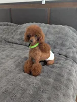 Forest sable AKC genetic tested , a male Poodle - Toy  for sale in Langdon, ND – 4 of 4