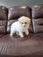 Lipton, a male Poodle - Toy  for sale in Fargo, ND – 2 of 4