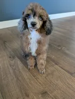 Leo, a male Poodle - Toy  for sale in Fargo, ND – 3 of 3