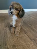 Leo, a male Poodle - Toy  for sale in Fargo, ND – 2 of 3