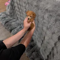 Teacup male toy poodle , a male Poodle - Toy  for sale in Fargo, ND – Photo 1 of 2