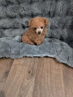 Teacup male toy poodle , a male Poodle - Toy  for sale in Fargo, ND – Photo 2 of 2