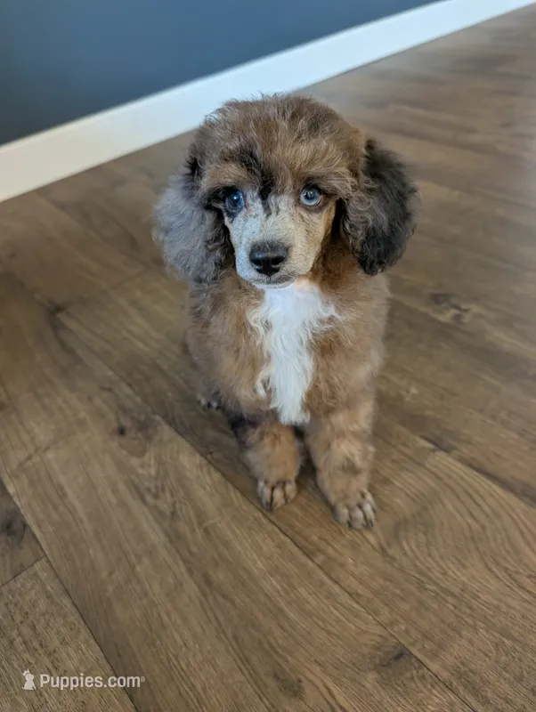 Leo – Poodle - Toy  puppy for sale in Fargo, ND