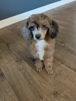 Leo, a male Poodle - Toy  for sale in Fargo, ND – 1 of 3