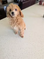 Libby, a female Poodle - Toy  for sale in Fargo, ND – 4 of 4