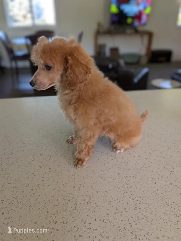 Libby – Poodle - Toy  puppy for sale in Fargo, ND