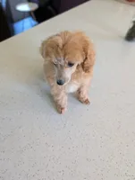 Libby, a female Poodle - Toy  for sale in Fargo, ND – 2 of 4